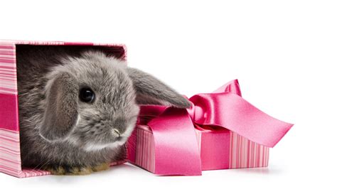 Удивительные идеи подарков - Кролик в подарке
